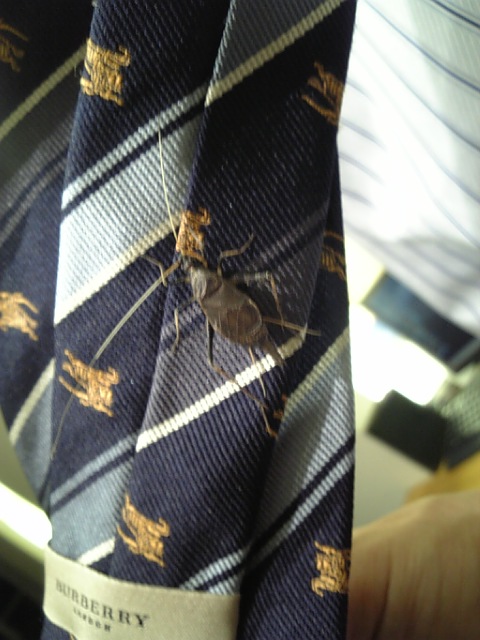 もう秋ですね！