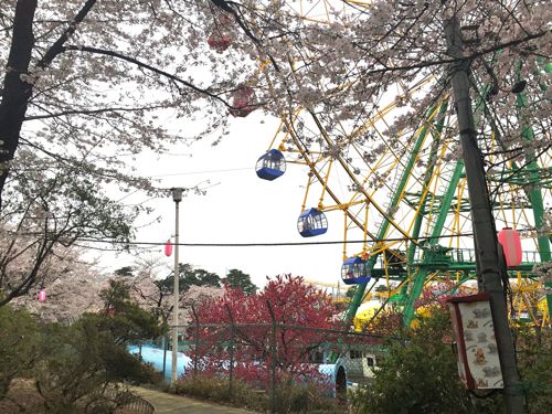 桜の季節になりました☆