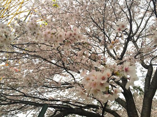 桜の季節になりました☆