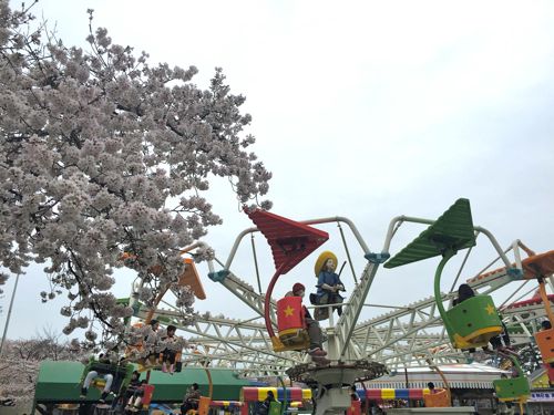 桜の季節になりました☆
