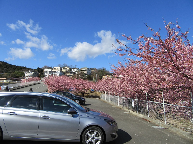 桜のおすそ分け