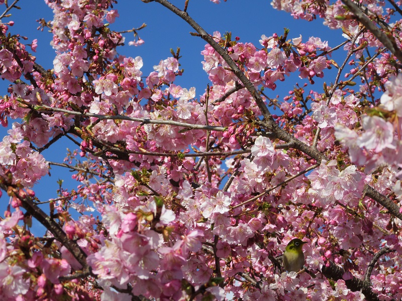 桜のおすそ分け