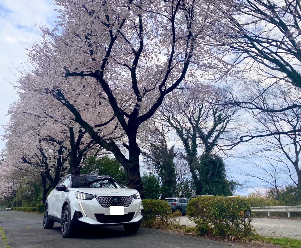 桜が満開です♪