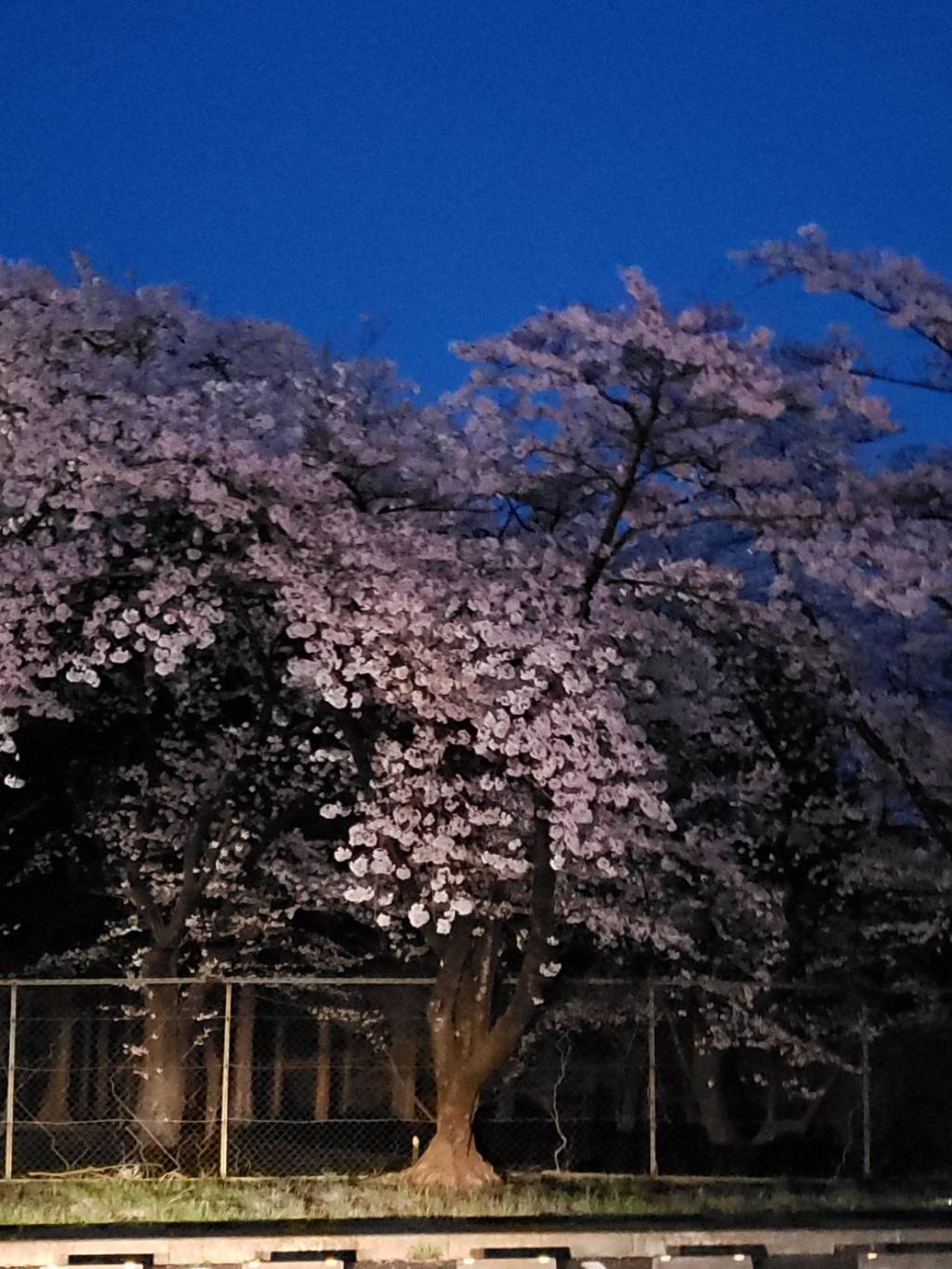 さくら